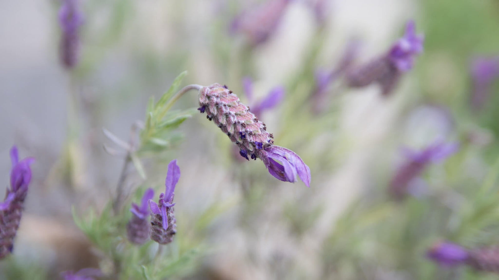 The Colour Lavender in Fashion Accessories this Season